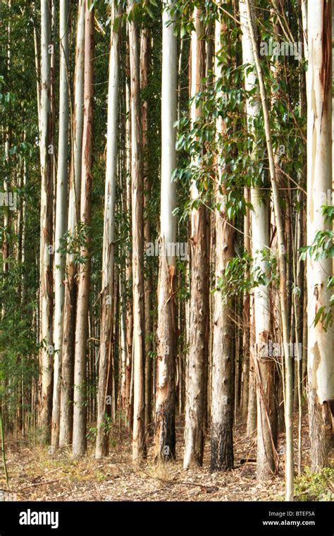 Blue gum plantation Stock Photo - Alamy