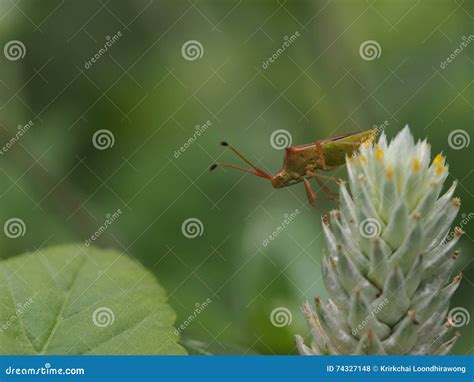 Insects In Spring Stock Photo Image Of Nature Color 74327148