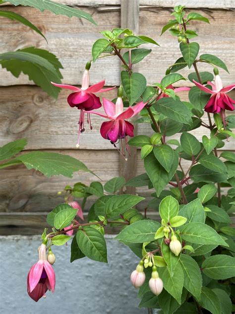 How to Take Fuchsia Cuttings — Meadowlark Journal