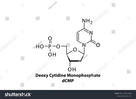 Dcmp Deoxycytidine Monophosphate Nucleotide Molecule Strcuture Stock ...