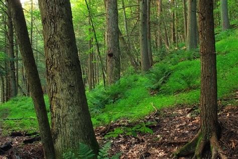 Free Picture Wood Tree Nature Eaves Summer Flora Environment