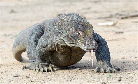 Dragón De Komodo Que Camina Con El Aire De La Aspiración De La Lengua