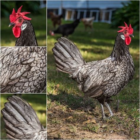 Andalusian Chicken: All You Need To Know About This Blue Hen - The Happy Chicken Coop