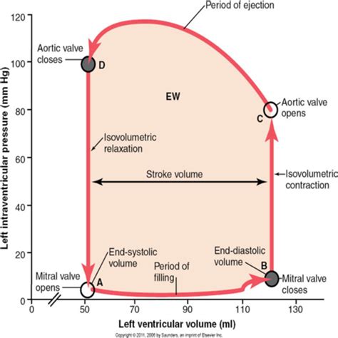 Phys Cardiac Hemodynamics And Frank Starling Relationship