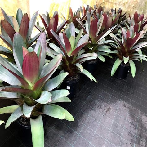 Alcantarea Imperialis Rubra Giant Bromeliad I Order Online The