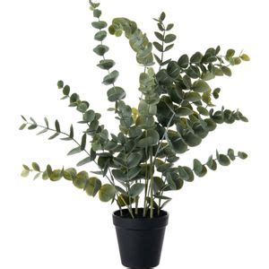 Gerimport Kunstplant Eucalyptus Blad 80 Cm Online Kopen Lage Prijs