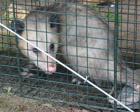 Possum - Chicken Predators - How To Protect Your Chickens From Possums ...