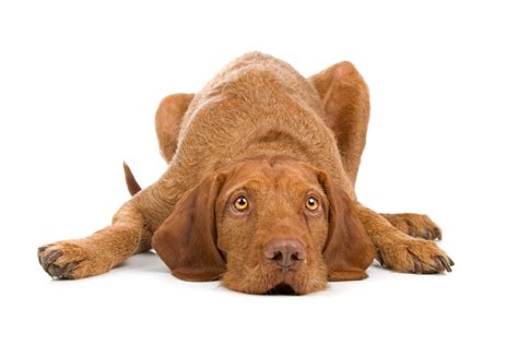 Vizsla Dog Breed Facts And Information Cuteness