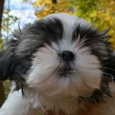 Developmental Stages of Shih Tzu Puppies