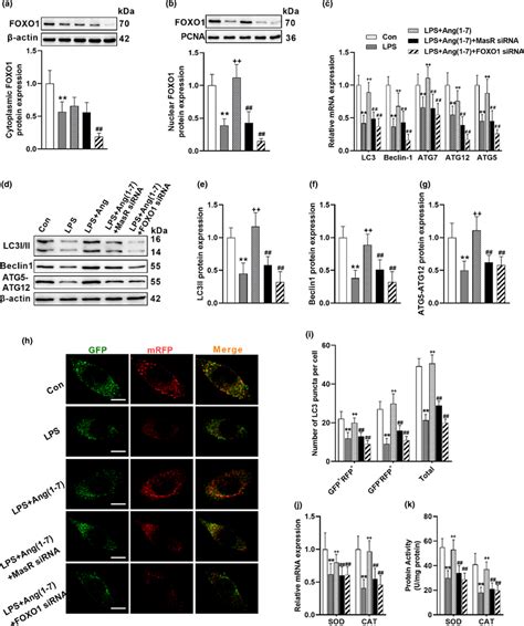 Ang17 Promotes Autophagy Via Foxo1 Signaling In Bv2 Cells A B