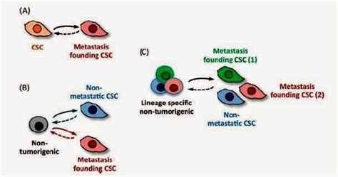 會轉移之腫瘤細胞來源 Origin Of Metastasis Founding Cell 小小整理網站 Smallcollation