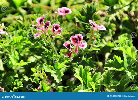 Pelargonium Perfumado Crispum Del Geranio En El Jard N Foto De Archivo