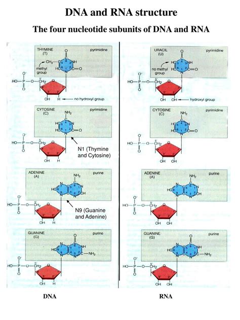 Ppt Dna And Rna Structure The Four Nucleotide Subunits Of Dna And Rna