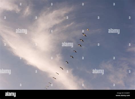 Large Flock Of Birds Flying In V Formation As The Migrate Background