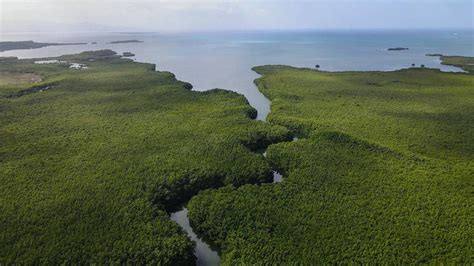 Maior bactéria do mundo é achada em manguezal no Caribe 24 06 2022