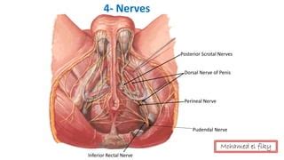 Anatomy Of Perineum Urogenital Triangle PPT