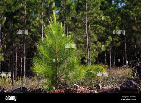 A sapling pine tree Stock Photo - Alamy