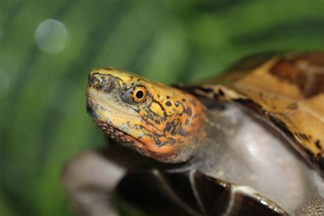 Cuora Galbinifrons Turtle Sanctuary Conservation Center