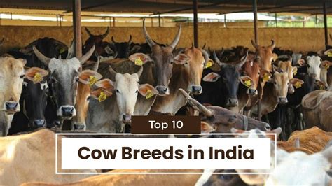 Top 10 Cow Breeds in India & Where they found