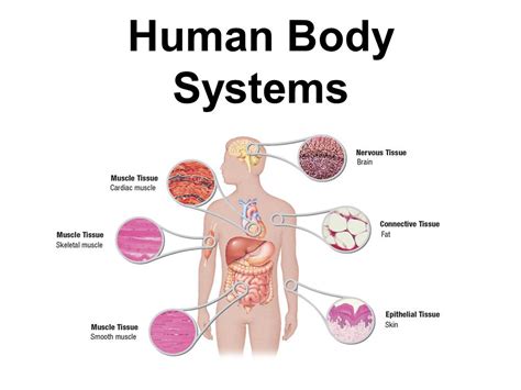 Human Body Systems Organs