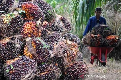 Harga Tandan Buah Segar Kelapa Sawit Riau Naik Rp Per Kg Antara News