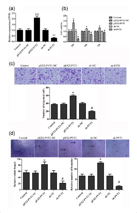 Effect Of Pvt1 On Proliferation Migration And Tube Formation Of