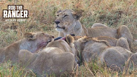 Lion Pride Feeds On Two Gnu Maasai Mara Safari Zebra Plains Youtube