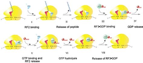 A Scheme In Seven Steps Summarizing The Mechanism Of Translation