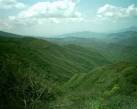 Todo sobre la SELVA SECA características clima flora fauna y más