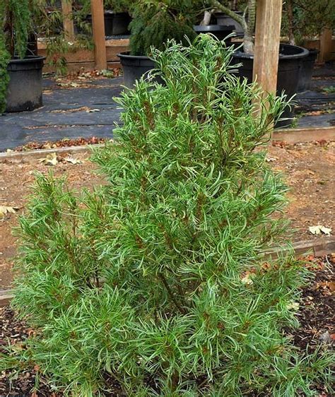 Сосна Тини Керлс — описание, фото и характеристики сорта