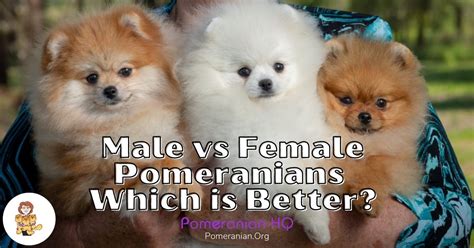 Male vs Female Pomeranian Dogs-Which is Best?