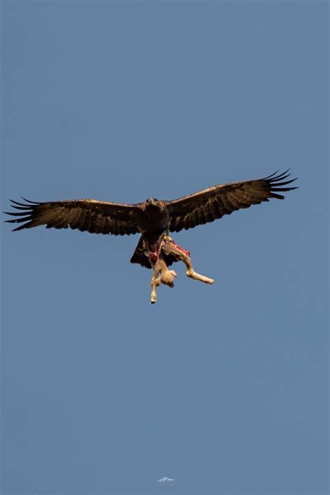 Un photographe capture le cliché d un aigle tenant un agneau dans ses