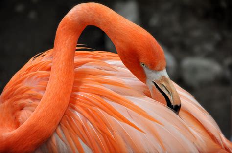 Flamingo Bird Wallpapers Wallpaper Cave