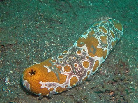 Cetrioli Di Mare Cosa Sono E Perch La Pesca Eccessiva Mette A Rischio