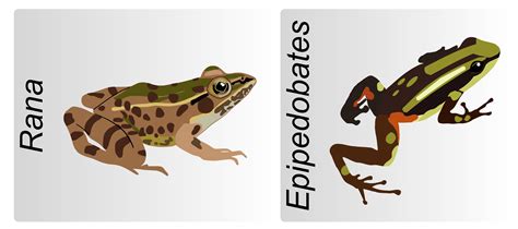 Phylogenomics A Primer 1