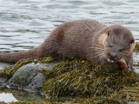 Wildlife Attractions - Isle of Lewis