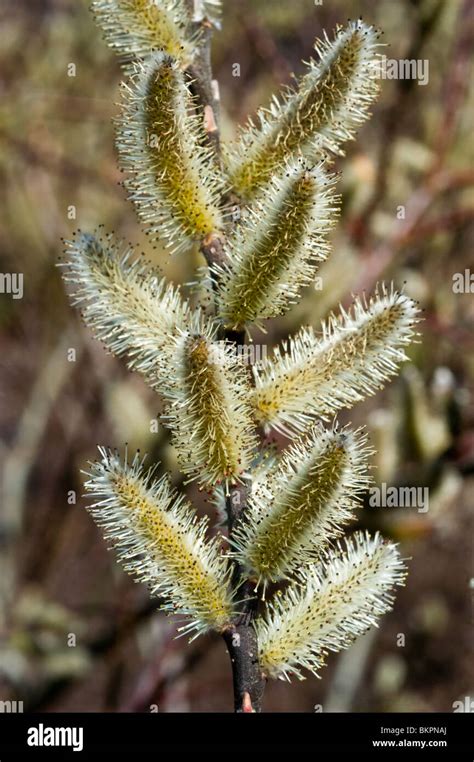 Rosegold Pussy Willow Salix Gracilistyla Variegata Japan Korea