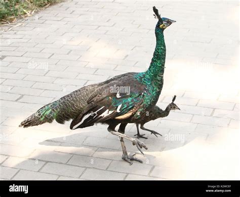 Female Asian Green Peahen Or Java Peafowl Pavo Muticus With A Baby