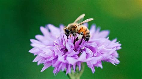 Ayuda A Las Abejas Cultivando Plantas En Casa Desde Tu Ventana Azotea