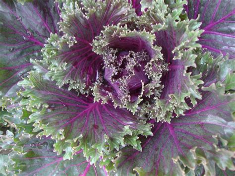 Brassicas Plant Care And Collection Of Varieties