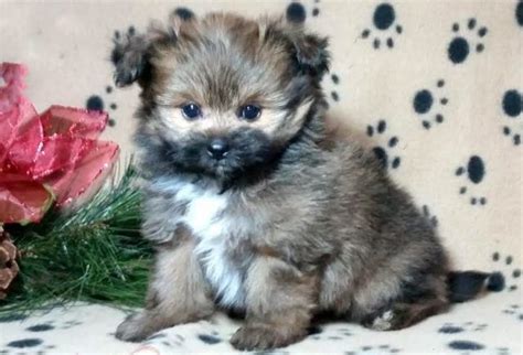 Yorkie Pom Puppies For Sale | Puppy Adoption | Keystone Puppies