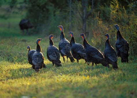 Cades Cove Wild Turkeys Visit Cades Cove