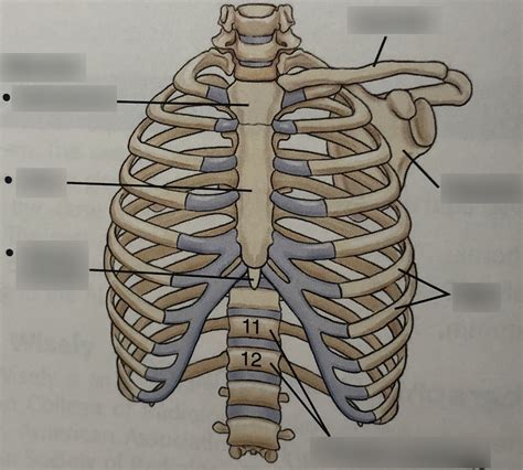 Chest 2 Diagram | Quizlet