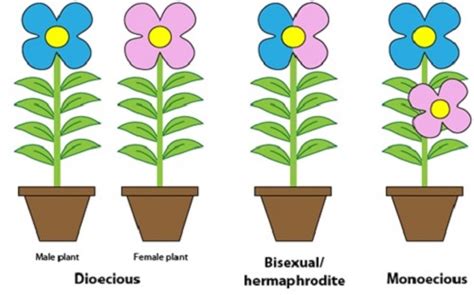 Difference between Monoecious and Dioecious - KnowsWhy.com