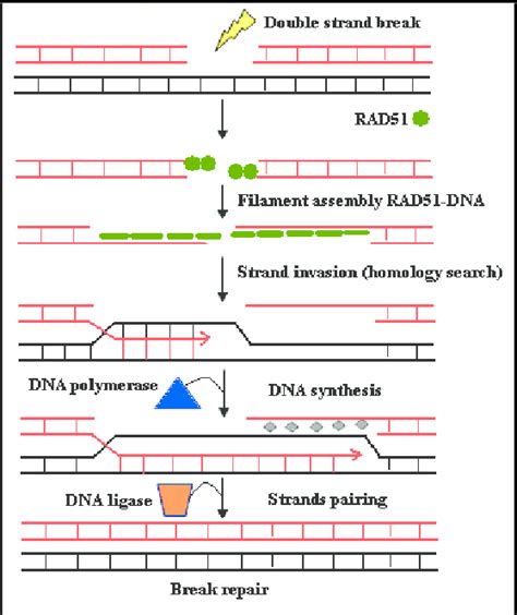 Mechanism of DNA repair by RAD51 (homologous recombination). | Download Scientific Diagram