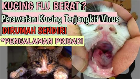 Cara Alami Mengobati Kucing Yang Bersin Bersin