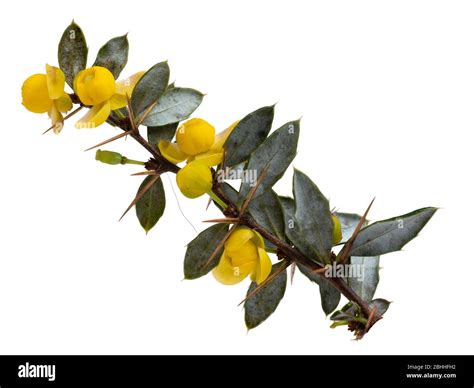 Warty Barberry Cut Out Stock Images And Pictures Alamy