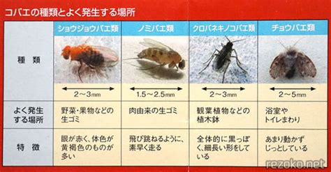 コバエの基礎知識