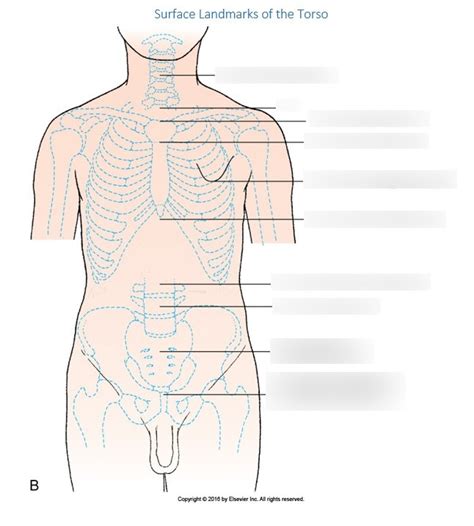 Surface Landmarks Of The Torso Diagram Quizlet