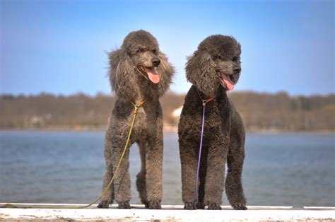 Eriand Poodles - Miniature and Standard Poodle Puppies